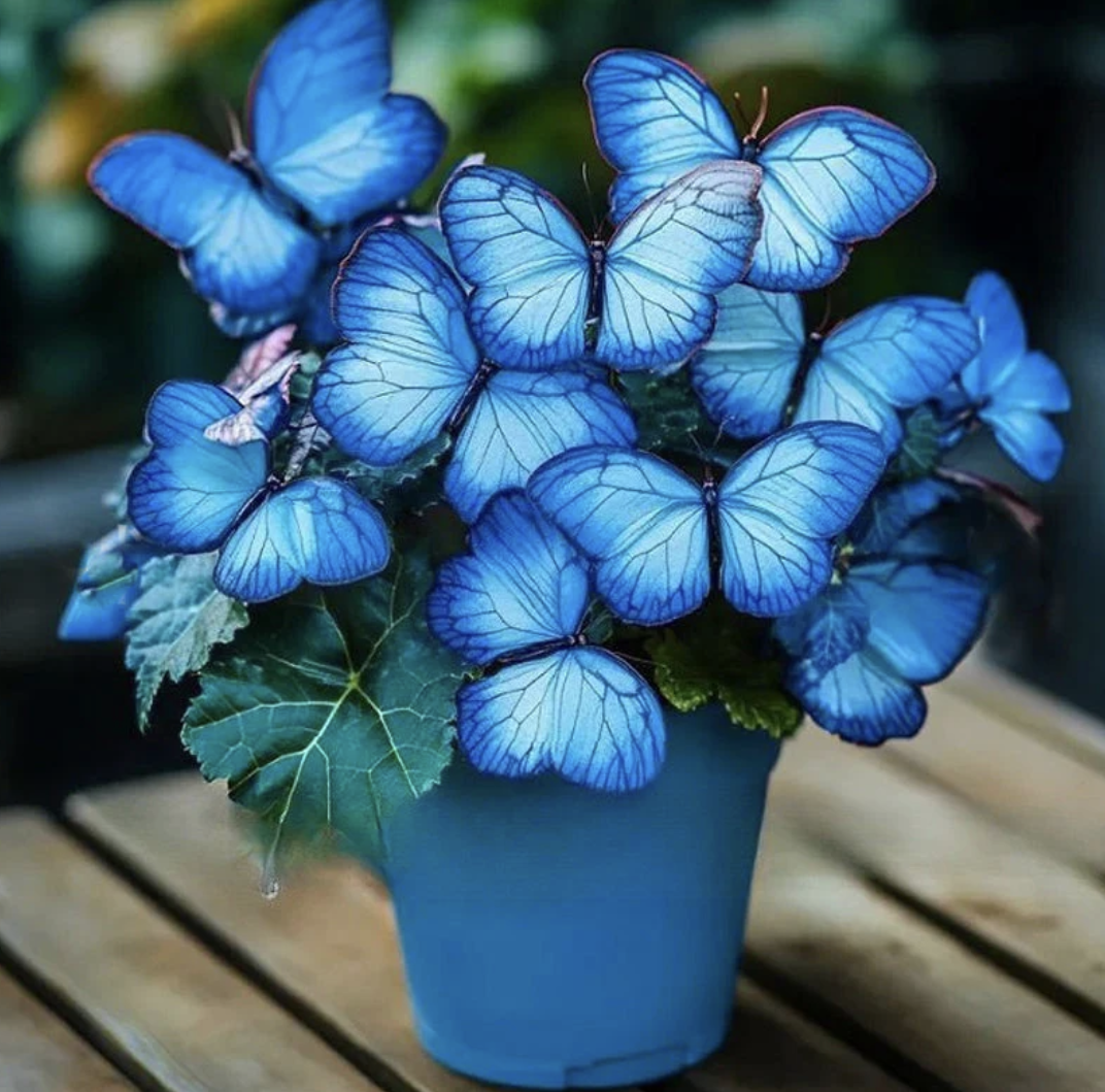 Насіння квітки у формі метелика