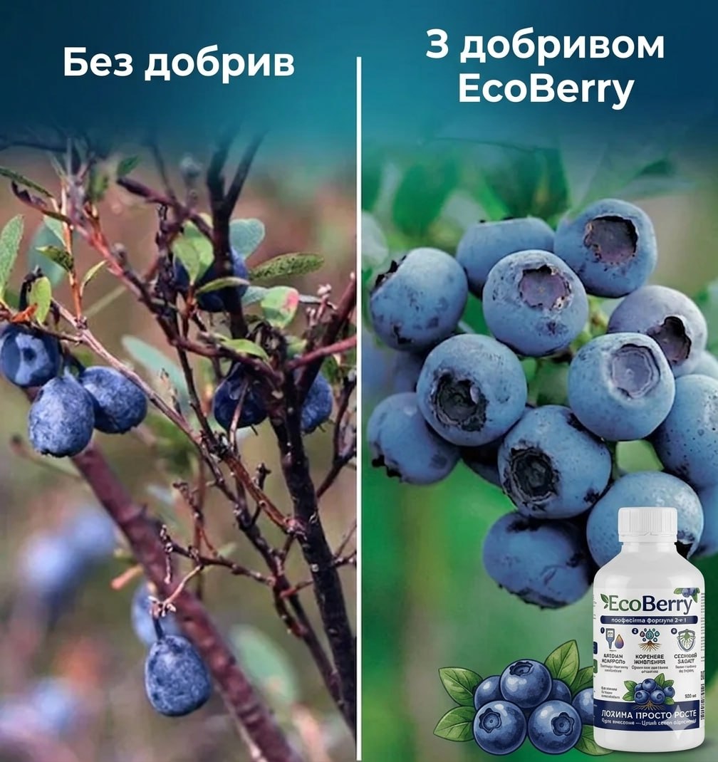 Результати використання EcoBerry
